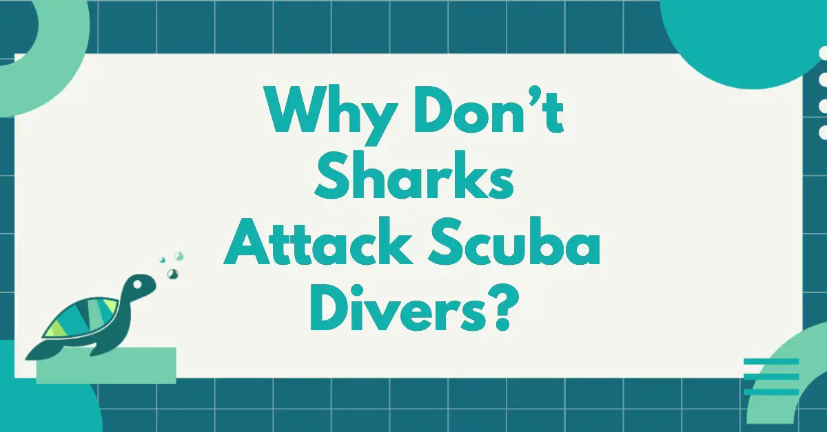 Why Don’t Sharks Attack Scuba Divers?