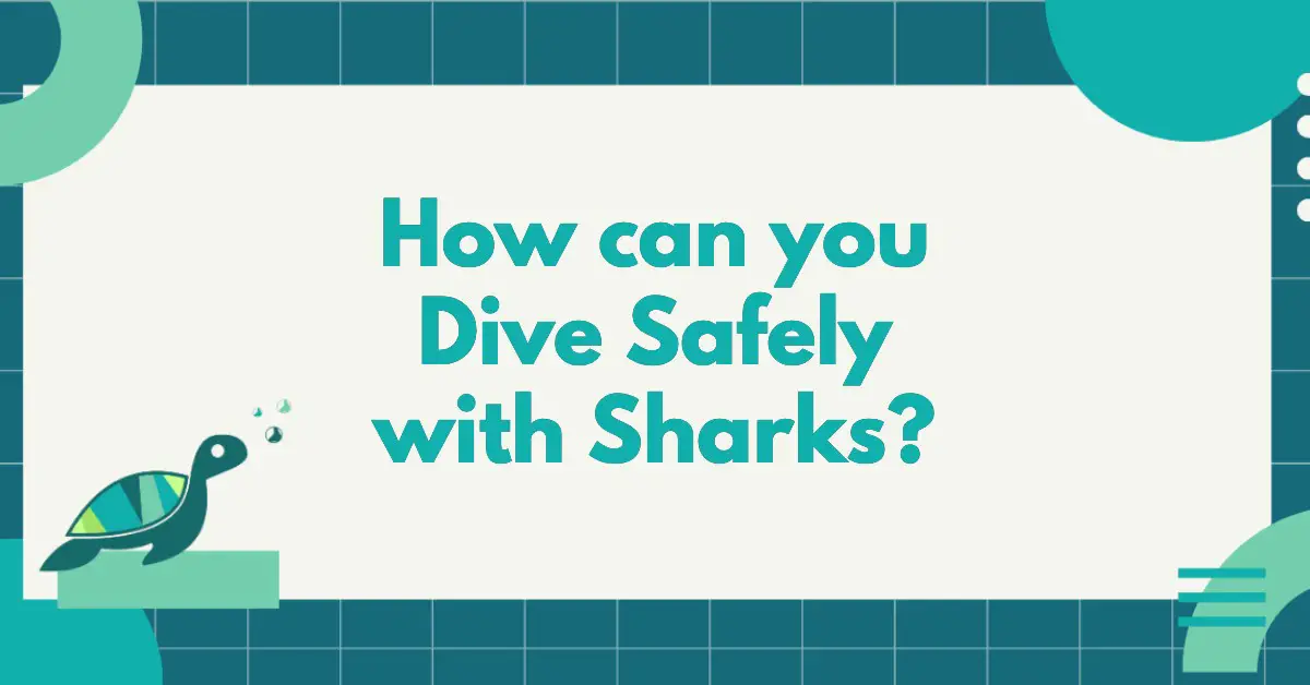 How Can You Dive Safely With Sharks?