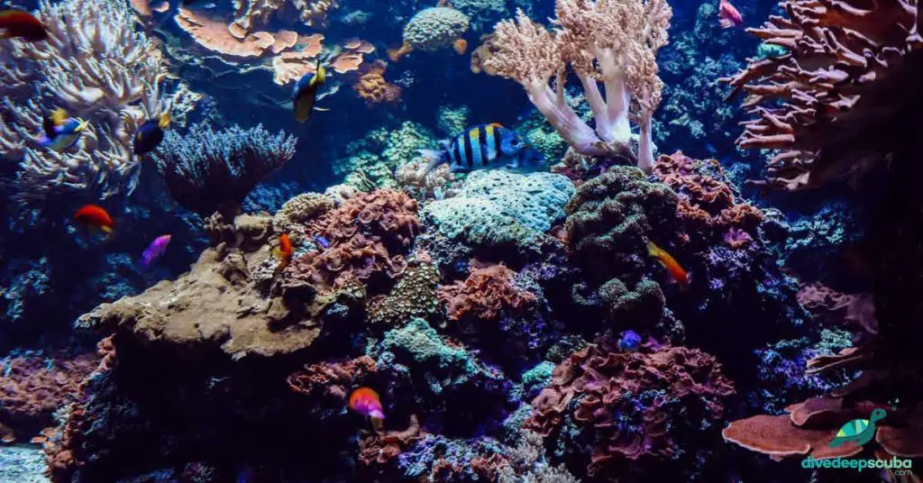 coral reef with reef fish