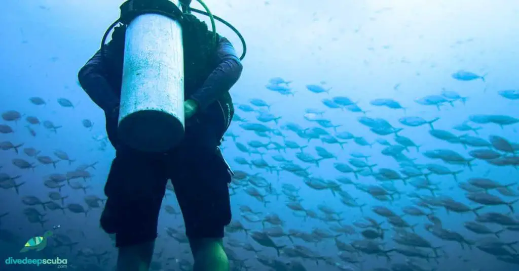 Diver looking at fish