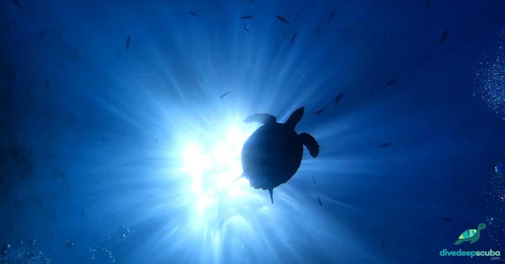 A turtle from below