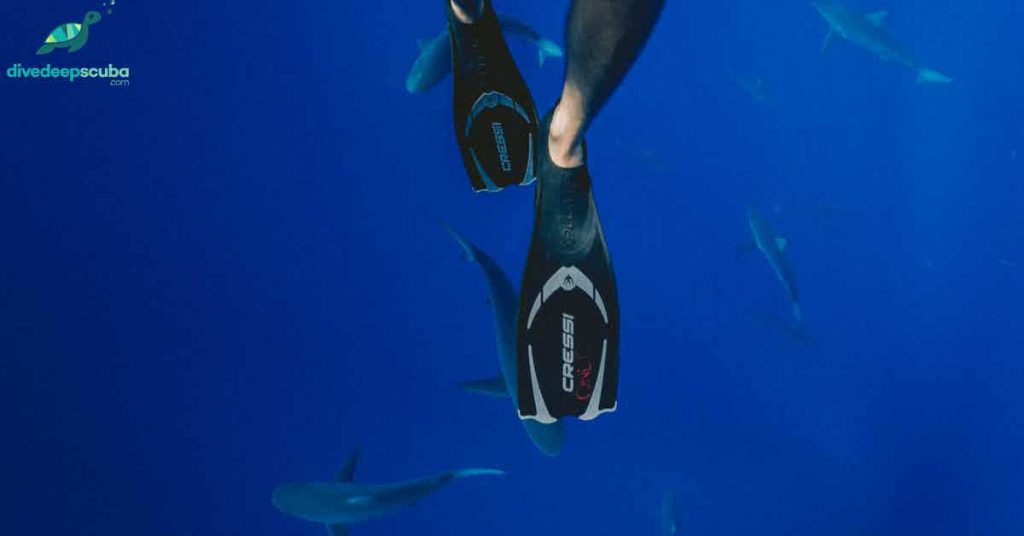 Fins with sharks in the background