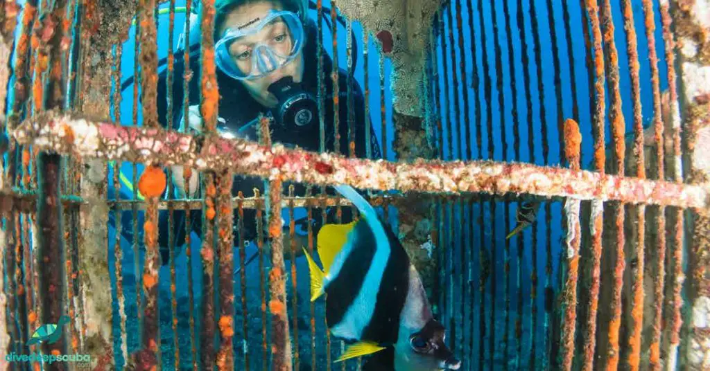 Scuba diving looking at a fish in a sunken cage