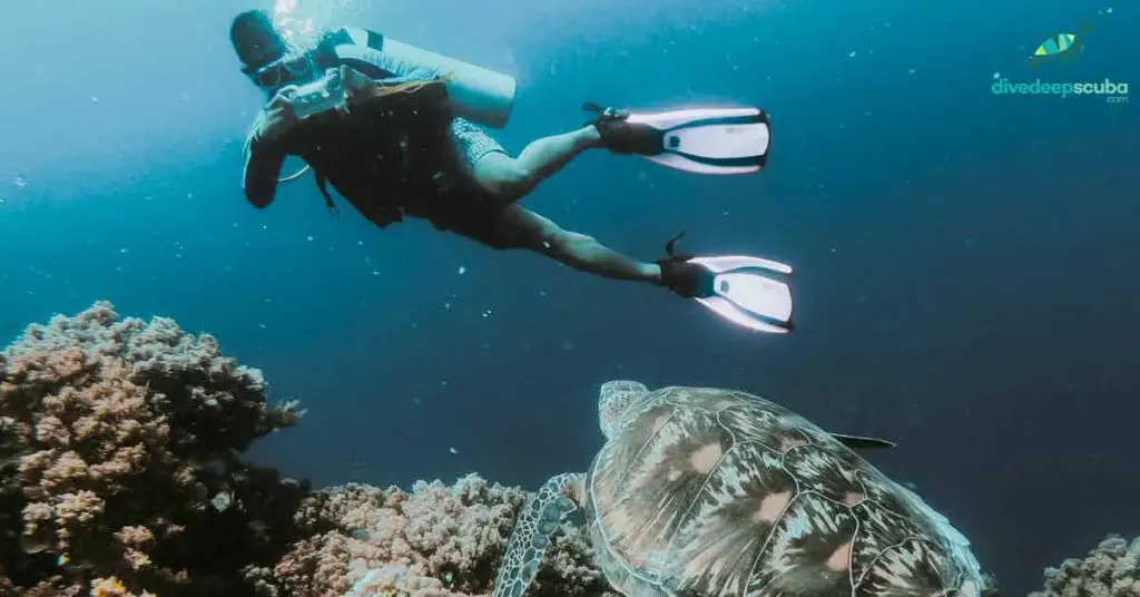 Scuba diving taking a picture of a turtle