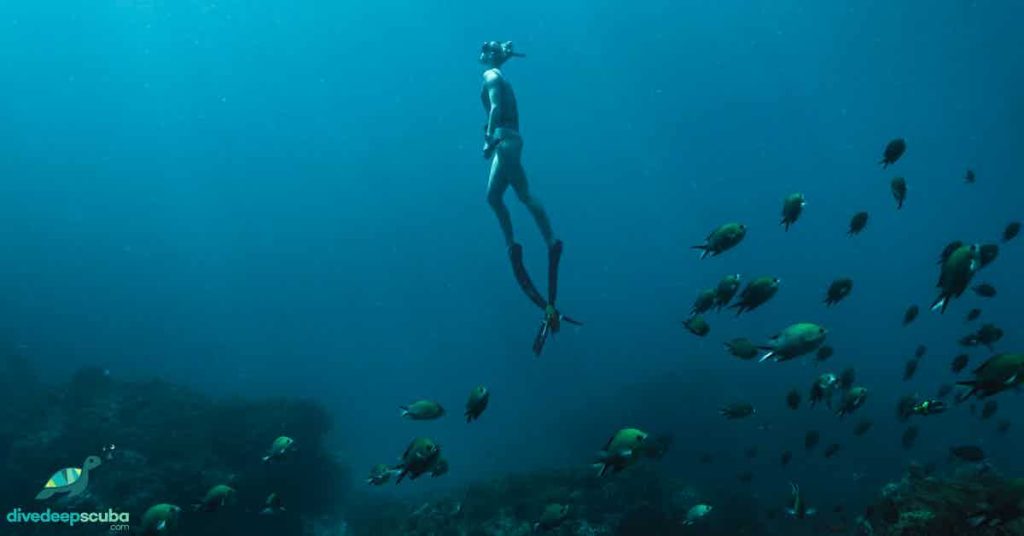Freediver swimming above a school of fish towards the surface