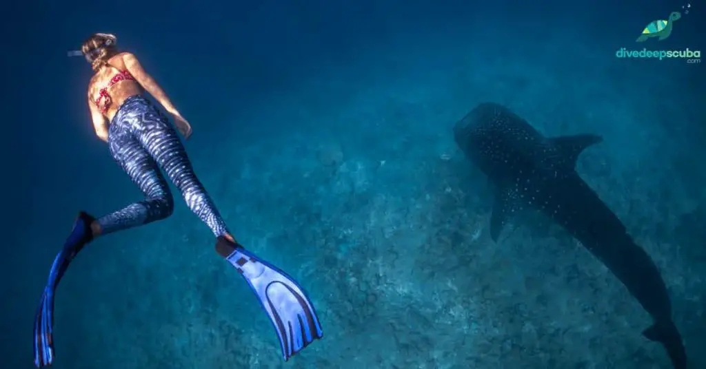 Freediver swimming above a whale shark