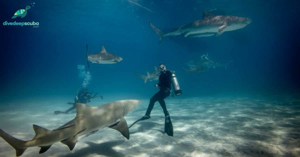 Scuba diver surrounded by sharks