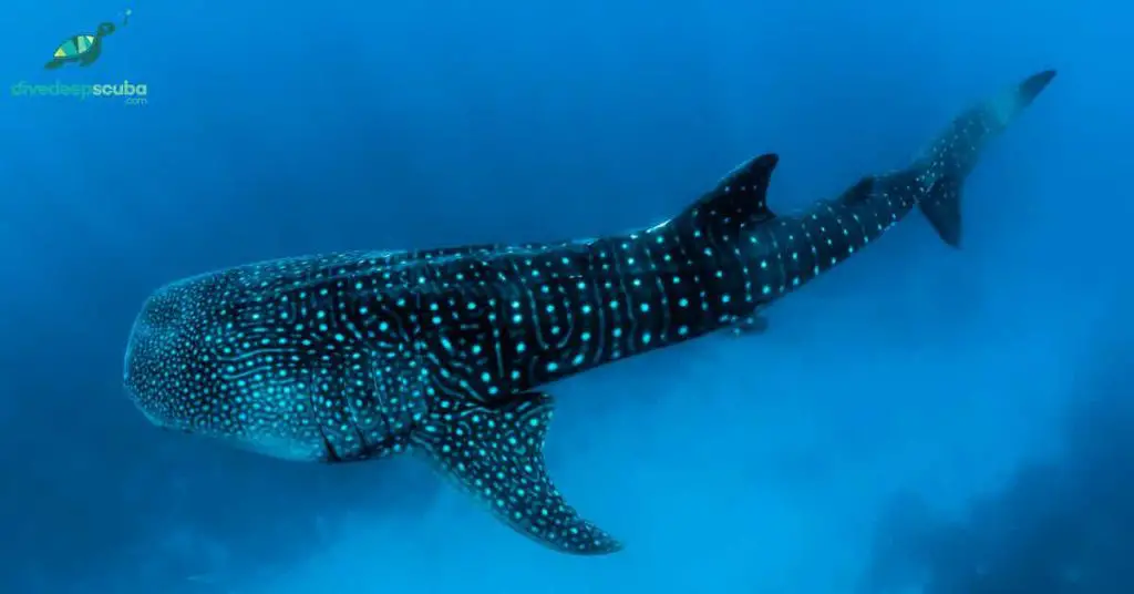 whale shark