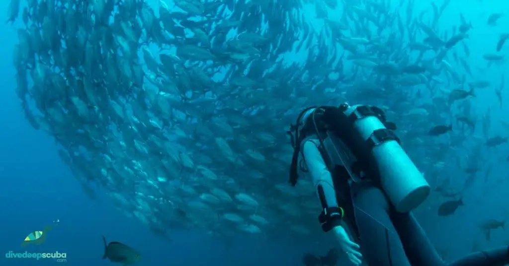 Scuba diver and a huge group of fish