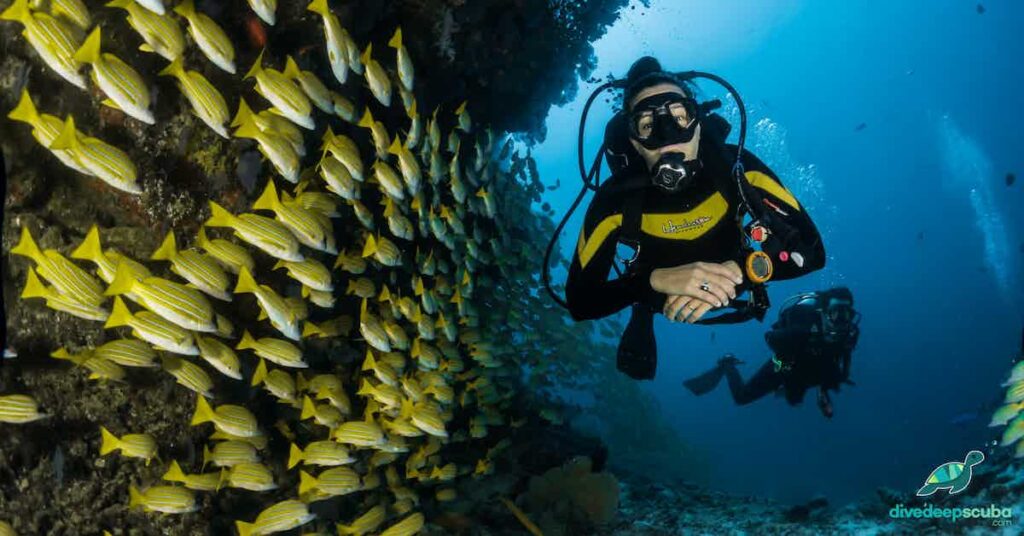 picture of scuba diver with school of fish