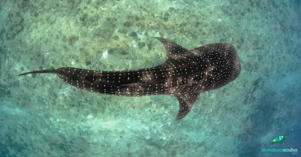 Picture of a whaleshark