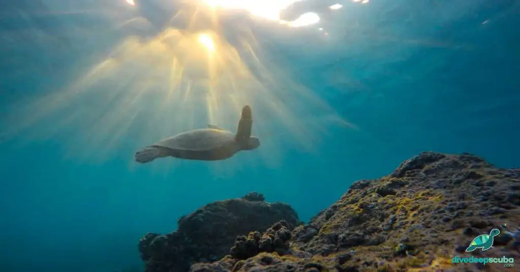 Picture of a turtle in sunbeams