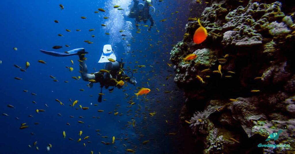 picture of scuba diver on coral reef