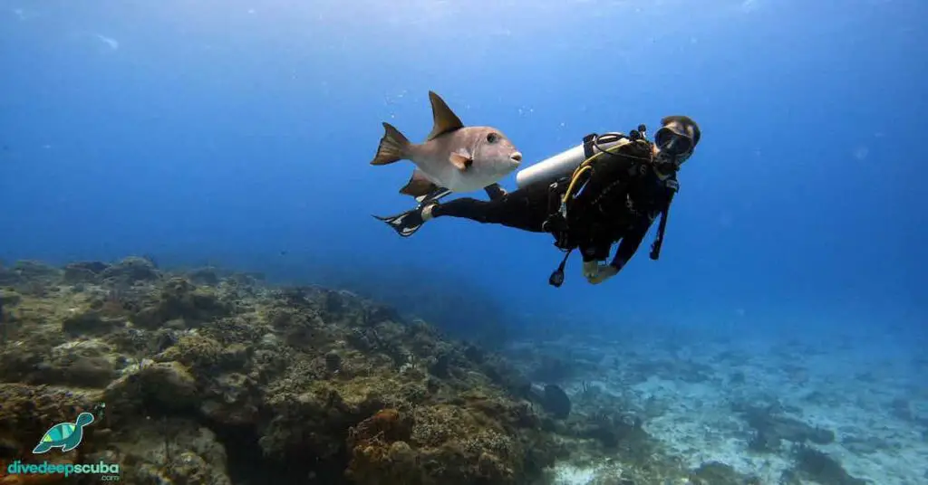 picture of a scuba diver and a fish