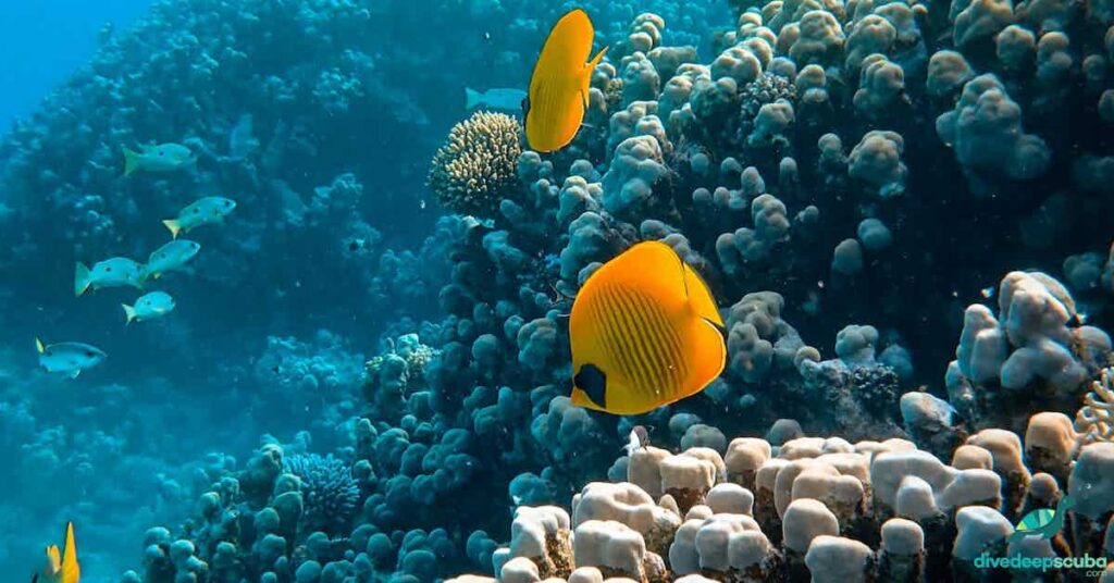Picture of reef fish