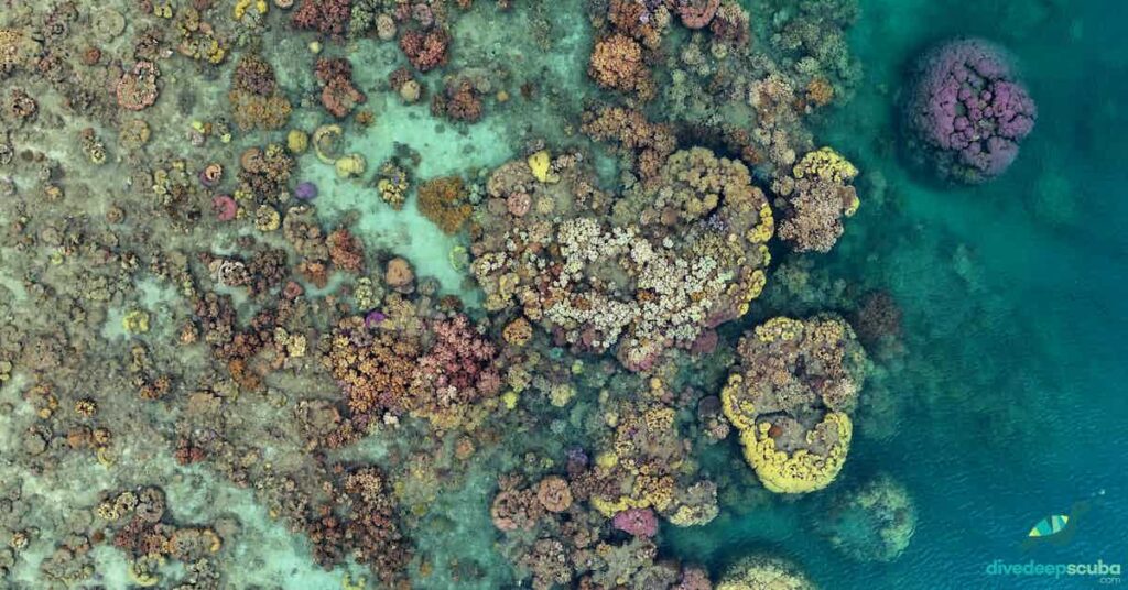 Picture of coral reef from above